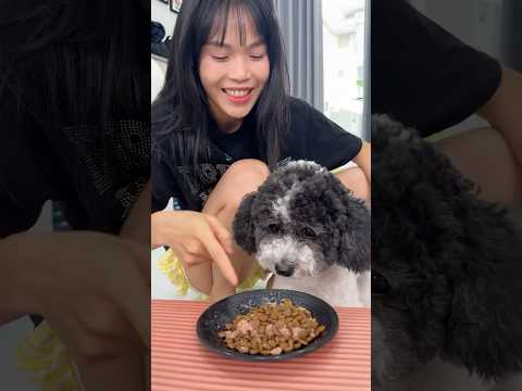 My dog abandoned me 🐶🥷 #funny #shorts