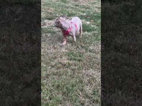 What’s the proper way to potty training your dog?