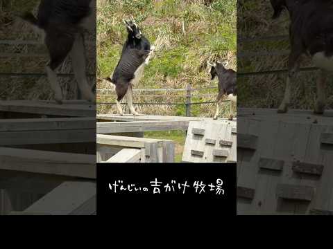 お立ち台で頭突きあうヤギたち　#shorts #animals