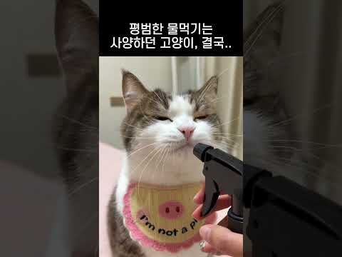 평범한 물 먹기는 사양 하던 고양이, 결국..  #cat #고양이