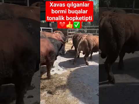 #chorva #trending #buqaboqish #mollar #angus #bozor #simental #buqalar #qoyboqish #sigirboqish ❤️👍✅🧿