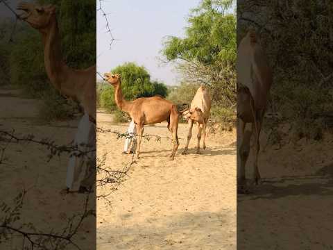 The camel is making full preparations #shorts #shortsviral