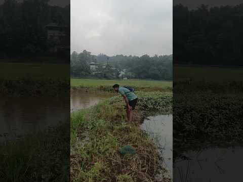 വിട്ടുപോയി ഗായിസ് വിട്ടുപോയി