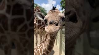 Hi baby 🦒🥰💗