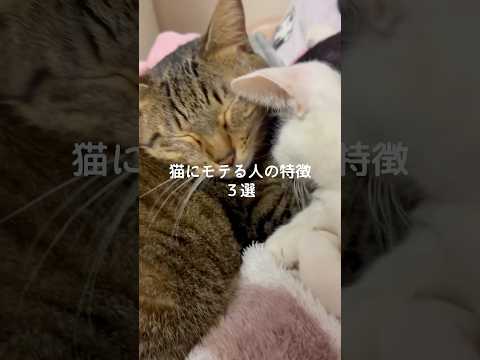 猫の動画サムネイル - 猫にモテる人の特徴3選#猫 #ねこ #猫のいる暮らし #ねこのいる生活 #保護猫 #猫好きさんと繋がりたい #猫との暮らし #猫動画 #猫のいる生活 #猫好き #ねこ動画 VOICEVOX:ずんだもん