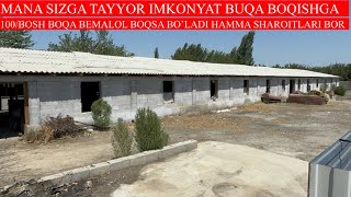 100/BOSH BUQALARNI BEMALOL BOQA OLASIZ HAMMA SHAROITLARI BOR MANA SIZGA IMKONYAT