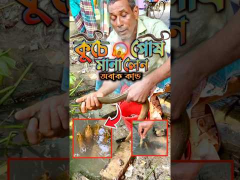 কুচে মাছের সাথে বন্ধুত্ব দীর্ঘ ৫ বছর ধরে!😱 #viral  #fish #shorts