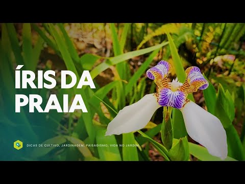 ÍRIS DA PRAIA - SIMPLICIDADE e ELEGÂNCIA para QUALQUER ESPAÇO VERDE