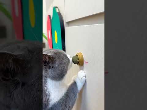 bola catnip tempel untuk kucing