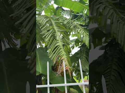 Chuối trồng ở công ty chín rồi này