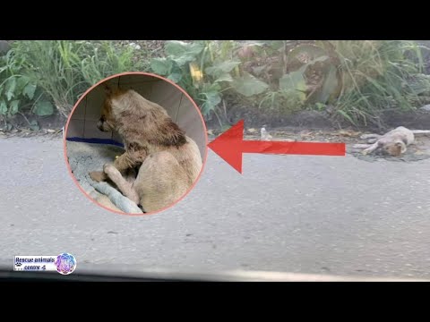 Rescued Accident stray puppy!!