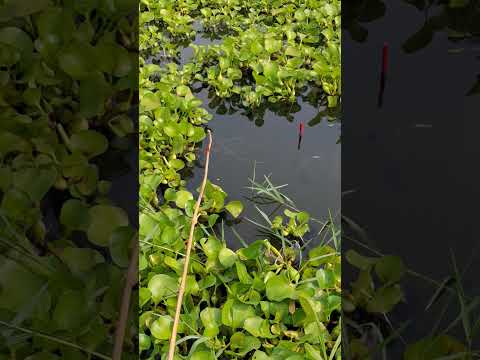 The best way to hook fishing in pond (Part-1032) #shorts