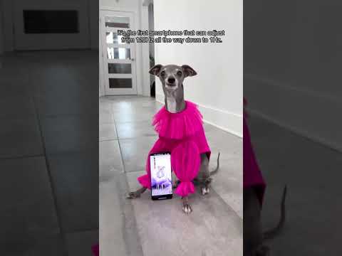 The latest must-have accessory in canine fashion? LTPO display technology on the #OnePlus9Series!