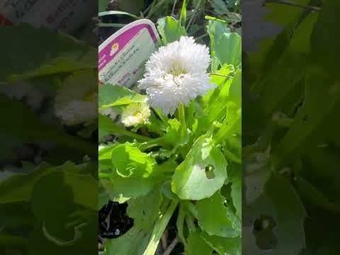 Bell daisies #flowers #plants #garden #2025 #september