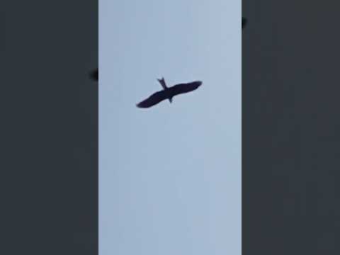 mng view #shorts @nirmal videos