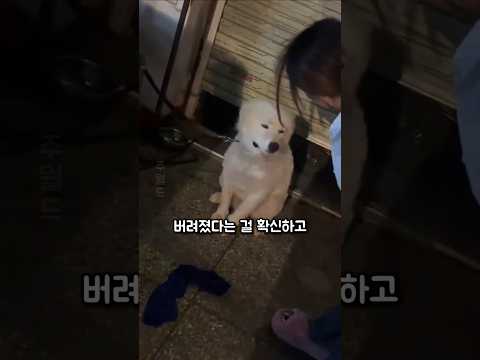 오랜만에 다가온 사람을 보고 서럽게 울기 시작한 강아지