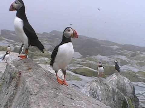 Puffin Movie (23)