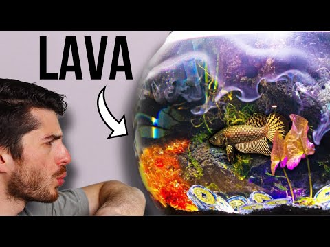 I Bought A Golden Betta Fish In this video, I create a dragon's lair fish bowl for my unique golden betta fish. This betta fish, 