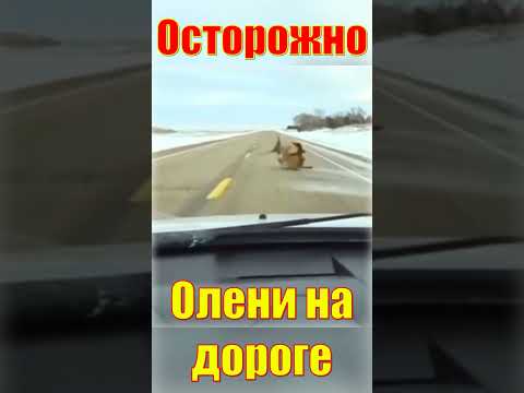 Животные на дороге