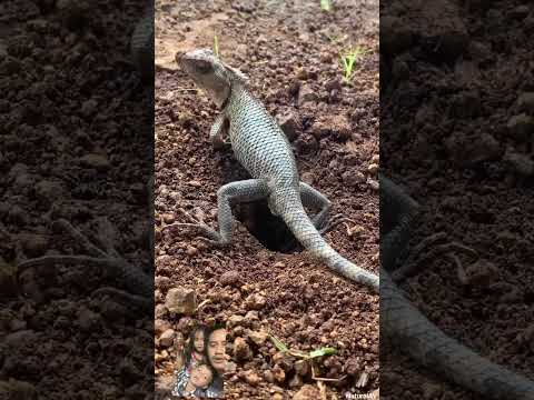 #lizard #animals #reptiles