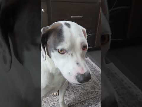 Puppy catching treats and chewing loudly