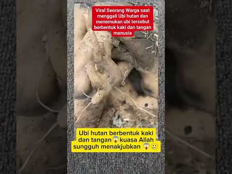 MasyaAllah ubi berbntuk unik😱 #fypviral #trendingshorts