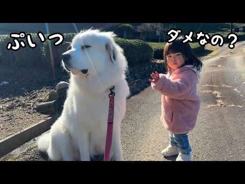 【まさか…】２歳児の指示には絶対従う超大型犬がお願いされてもやらない事が１つだけあります｜グレートピレニーズ&オールドイングリッシュシープドッグ&トイプードル