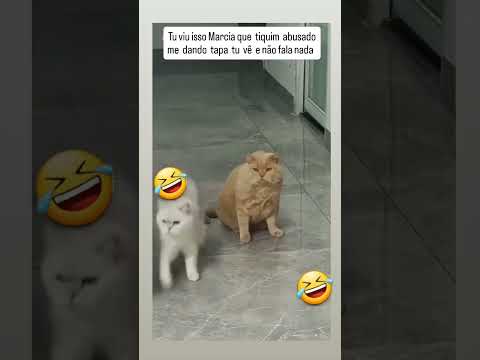 Tu viu isso 😼 #gatitos #gatos Curta ❤️Comente 🗣️Compartilhe 🗳️