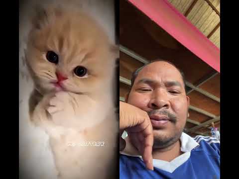 #kitten #meow #funny #pets #mccattery #shortvideo #catshorts #cat #cute #duet