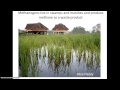 Bacterial Relationships and Functions