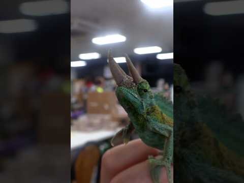 A real life TRICERATOPS!!! 🦕 #learn #reptiles #reptileexpo #chameleon #dinosaur