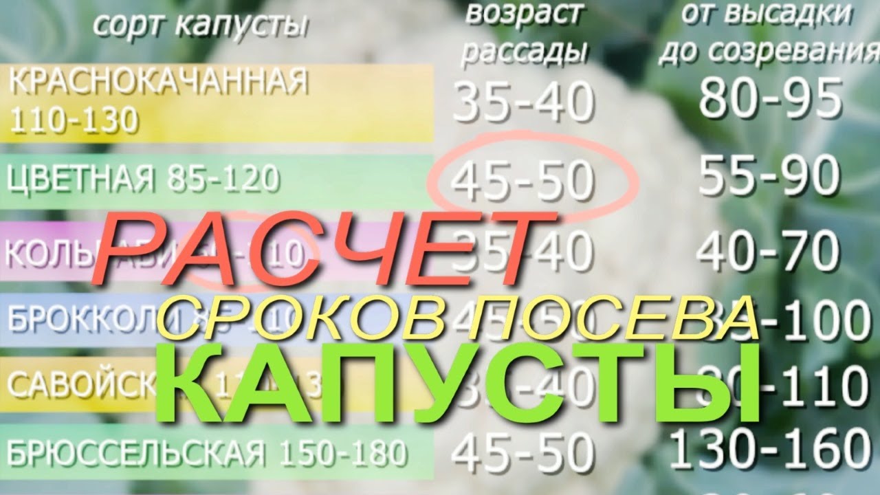 Когда высеваем капусту на рассаду!