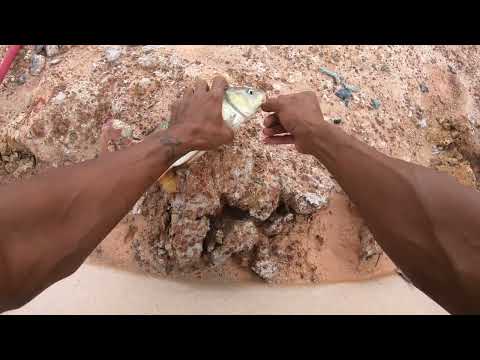 Câu cá sông ĐỒNG NAI một ngày đầy cảm giác cá ăn đã tay .@chautientv .