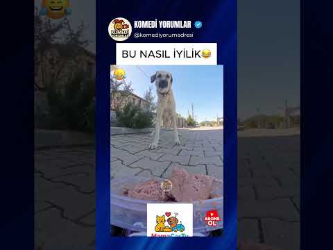 KÖPEĞİN YAPILAN İYİLİĞE VERDİĞİ TEPKİ VİRAL OLDU 😂 #shorts #komikyorumlar