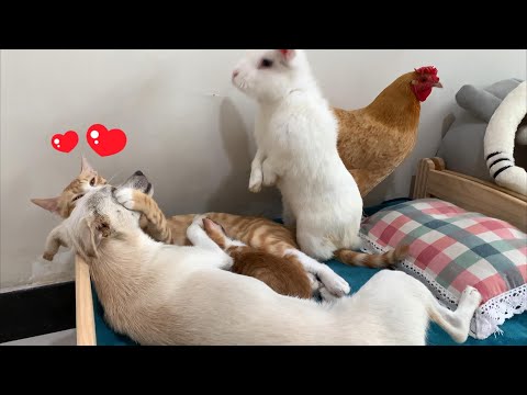 The rabbit is shocked! The puppy falls in love with the cat! What a happy family! So funny and cute!