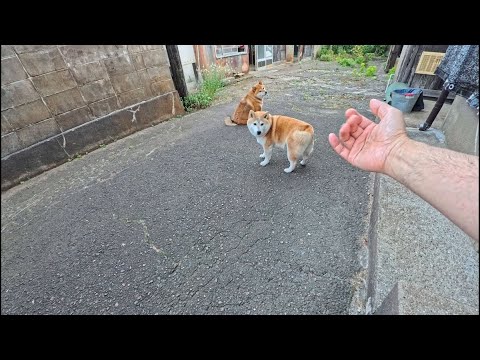 2025年9月8日(月) 柴犬は自立心がとても強く「今朝は押してるからとっとと散歩に行くよ」とスケジュール管理をしてくれます。