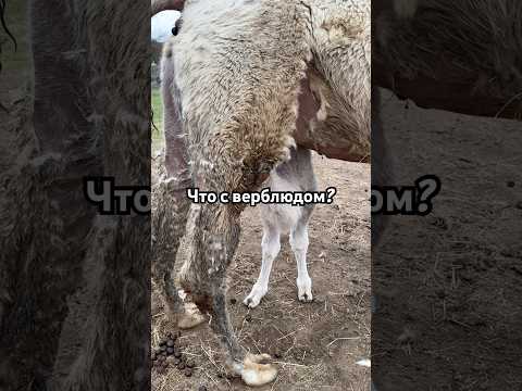 Это грязь, из-за особенностей погоды