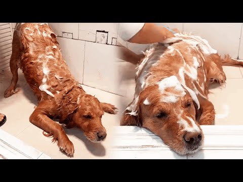 Funny Dog |Immersive dog washing! It’s really relaxing🥰🥰#Cuihuastory #Cute Pet