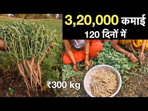 Ashwagandha Farming Madhya Pradesh India