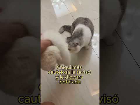 UN GATITO SE PUSO TRISTE PORQUE PENSO QUE SU AMIGA HABIA FALLECIDO
