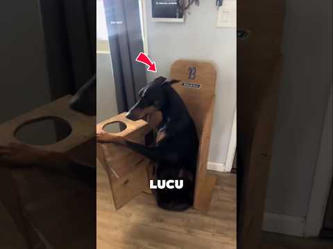 KENAPA ANJING INI MAKAN PAKAI ALAT KHUSUS 🙄❓