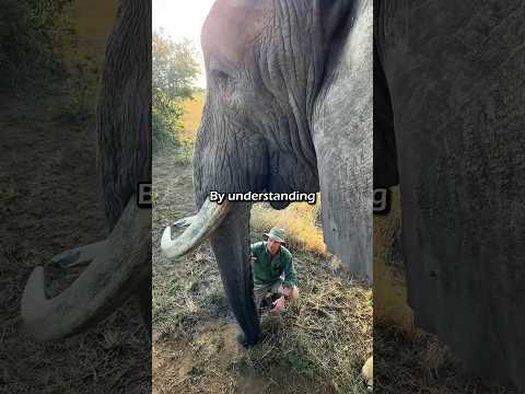 Craziest Elephant Encounter Forrest Galante Ever Had