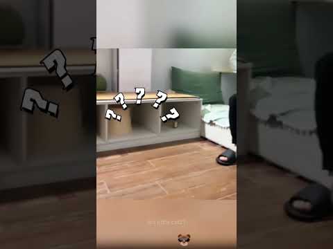 Kittens have strong learning ability.🤣#funnypetschannel #funny #pets #cat #kitten