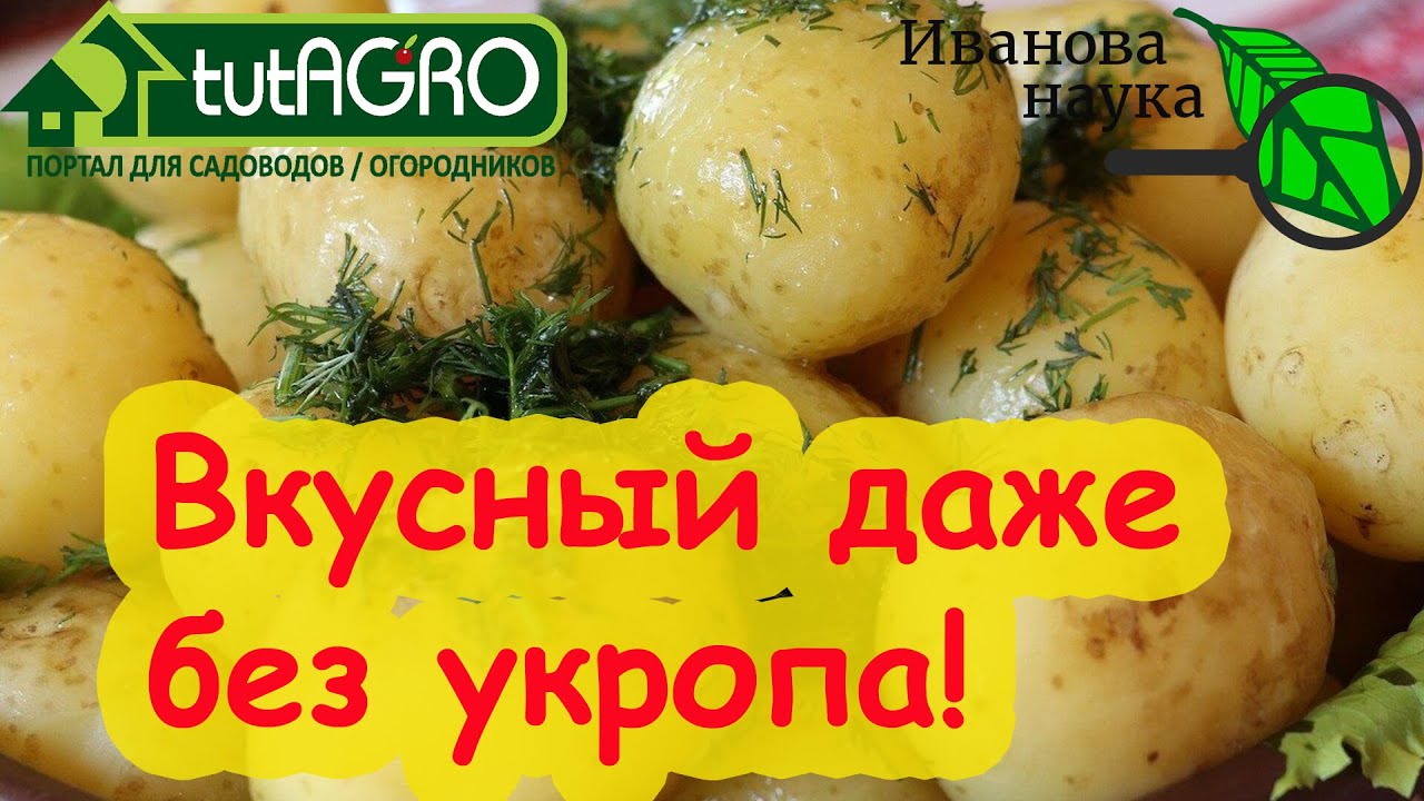 Картофель от а до я! Секреты раннего, здорового и вкусного картофеля.