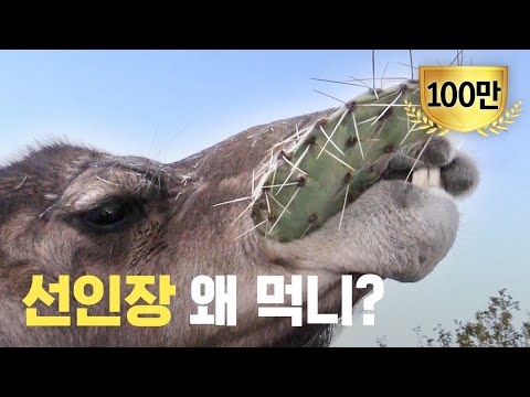 [ENG] 낙타가 선인장을 먹어도 괜찮은 이유