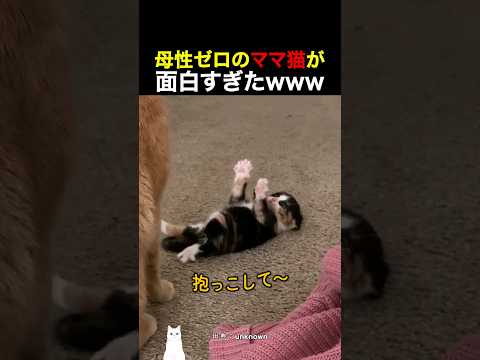 母性ゼロのママ猫が面白すぎたwww
