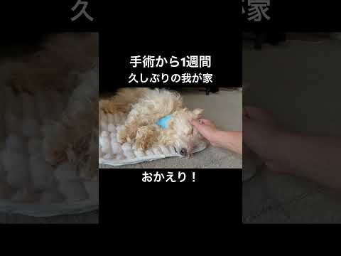 ガンの手術から1週間。帰ってきた！おかえり♪わんわん♪