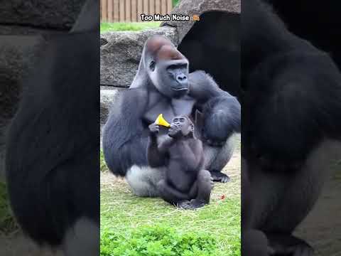 Gorilla Heard Enough! ๐ #gorilla #gorillatag #funny #fyp