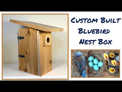 Custom Designed Birds Walking Down Bluebird Nest Box Review