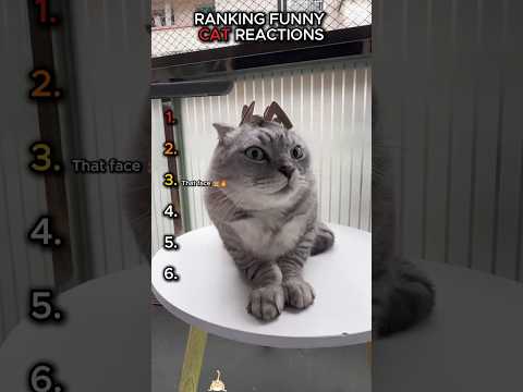 Ultimate Funny Cat Reaction Compilation 🐈✨ #shorts